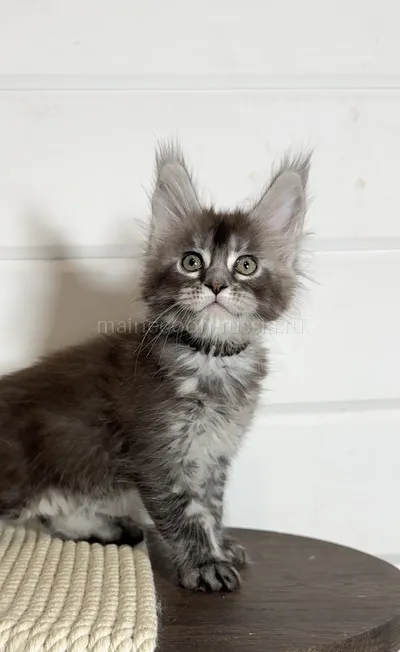 Maine Coon kitten