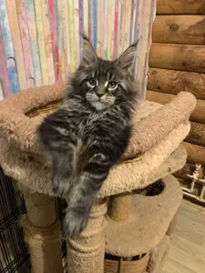 Котенок мейн-кун