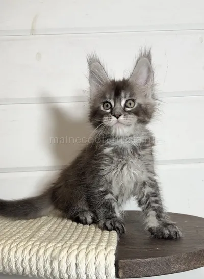 Maine Coon kitten