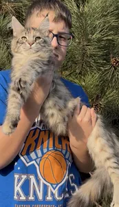 Котенок мейн-кун