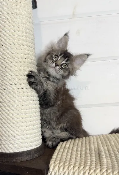 Maine Coon kitten