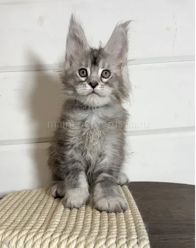 Maine Coon kitten