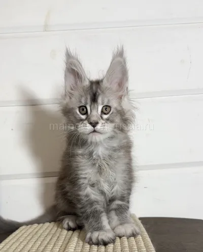 Maine Coon kitten