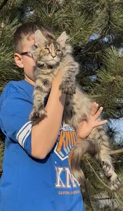 Котенок мейн-кун