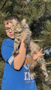 Котенок мейн-кун