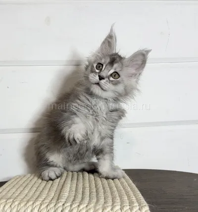 Maine Coon kitten