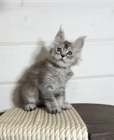 Maine Coon kitten