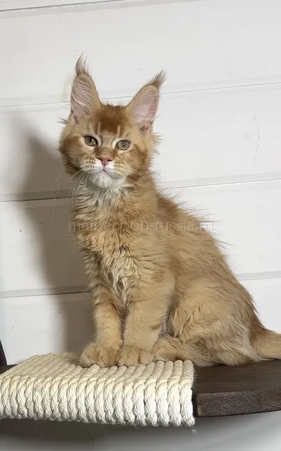 Котенок мейн-кун