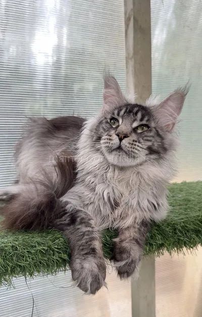 Jasper — Maine Coon kitten, Black Silver marble, rossetes blotched MCO ns 25