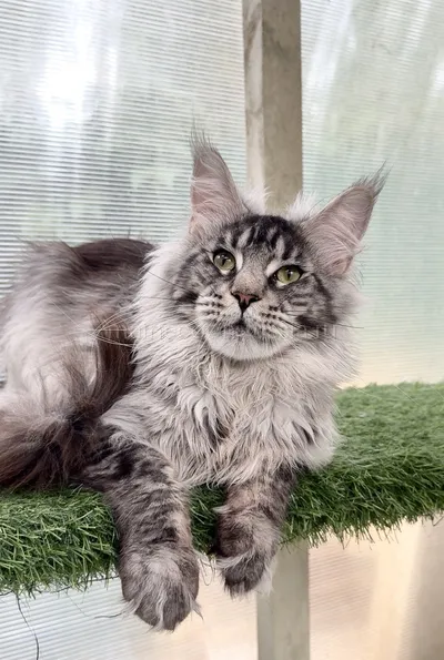 Jasper — Maine Coon kitten, Black Silver marble, rossetes blotched MCO ns 25