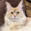 Bruno - фото 1