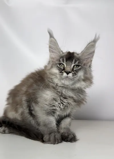 Котенок мейн-кун