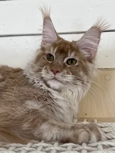 Котенок мейн-кун