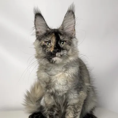 Котенок мейн-кун