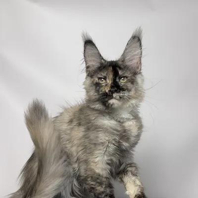 Котенок мейн-кун