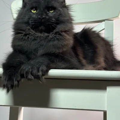 Котенок мейн-кун