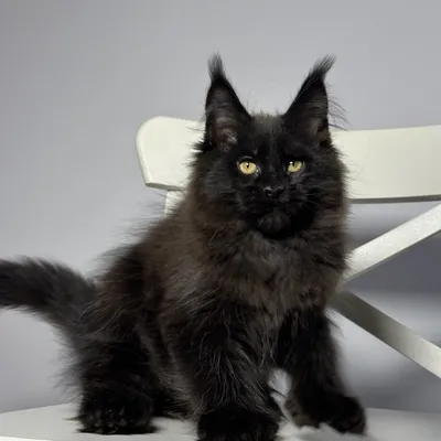 Котенок мейн-кун