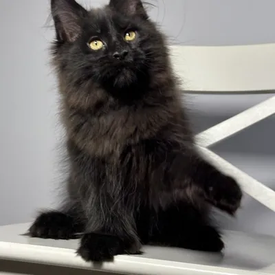 Котенок мейн-кун