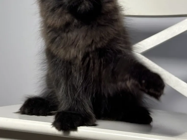 Котенок мейн-кун Черный MCO n  Мальчик