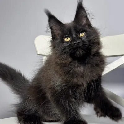 Котенок мейн-кун