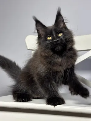 Котенок мейн-кун