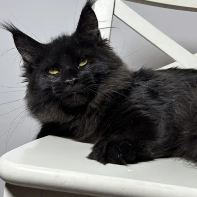 Котенок мейн-кун