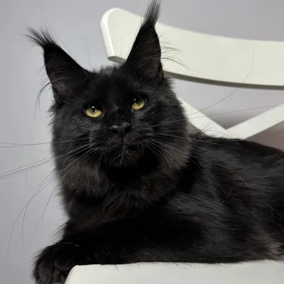 Котенок мейн-кун