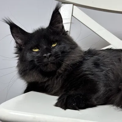 Котенок мейн-кун