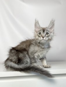 Felix