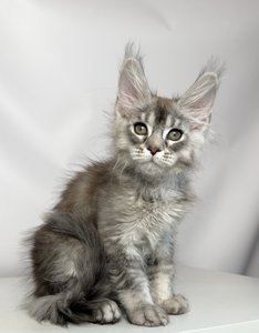 Felix
