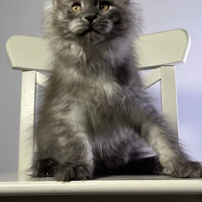 Котенок мейн-кун