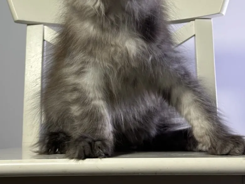 Maine Coon kitten Black smoke MCO ns  Boy