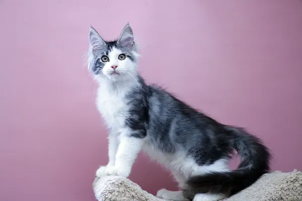 Polydactyl Maine Coon: the cat with big mitten paws