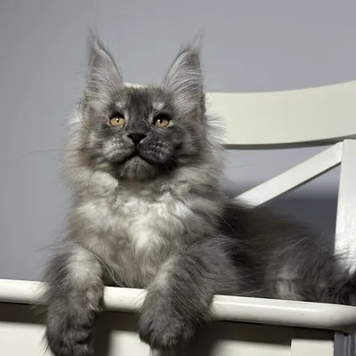 Котенок мейн-кун