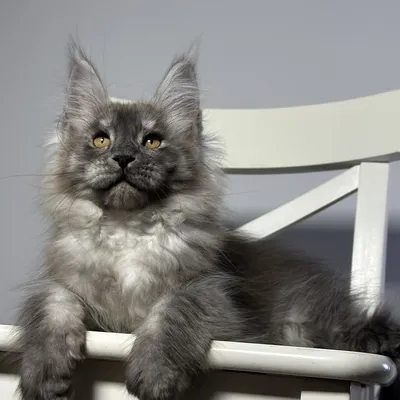 Котенок мейн-кун