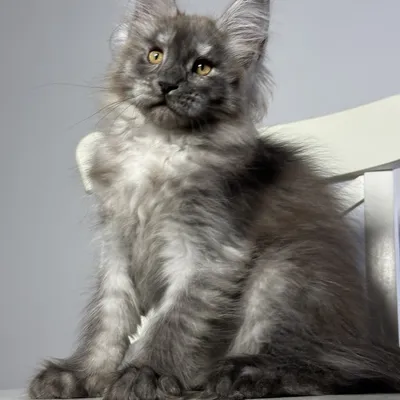 Котенок мейн-кун