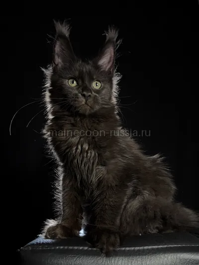 Котенок мейн-кун