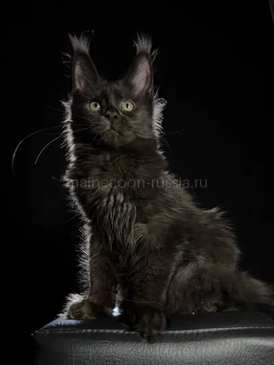 Котенок мейн-кун