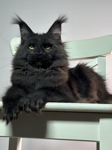 Maine Coon kitten Черный MCO n  Girl - photo 5