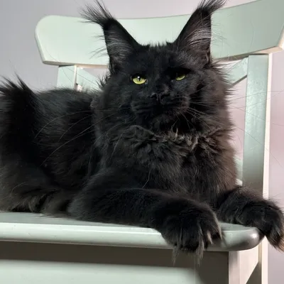 Котенок мейн-кун