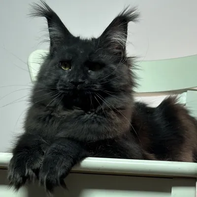 Котенок мейн-кун