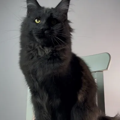 Котенок мейн-кун