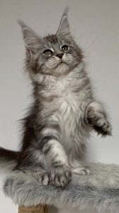 Pompadour