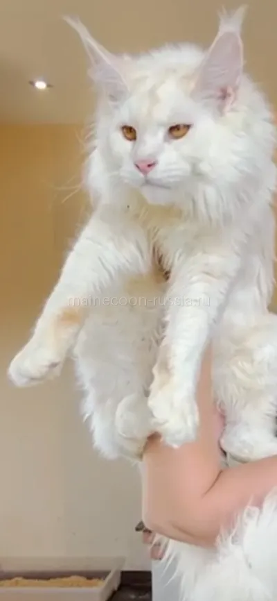 Лорд — Maine Coon kitten, Red Silver Shaded Tabby MCO ds 11