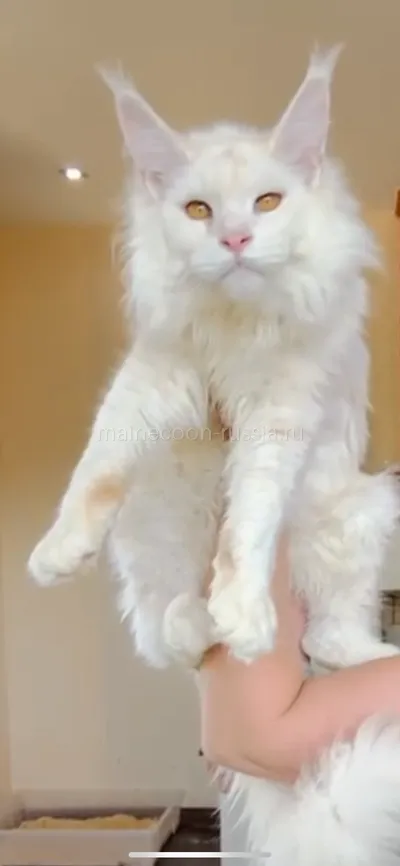 Лорд — Maine Coon kitten, Red Silver Shaded Tabby MCO ds 11