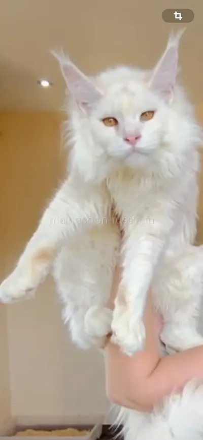 Лорд — Maine Coon kitten, Red Silver Shaded Tabby MCO ds 11