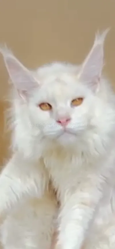 Лорд — Maine Coon kitten, Red Silver Shaded Tabby MCO ds 11
