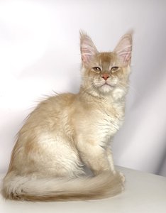 Duncan