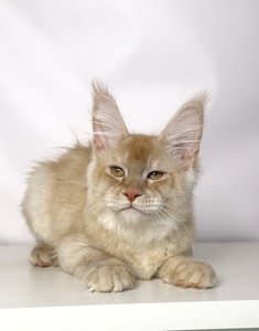 Duncan