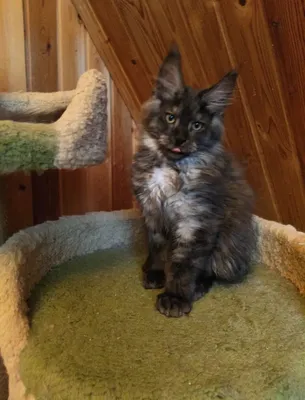 Maine Coon kitten